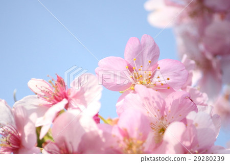 Sakura sky back Sakura sky back 29280239