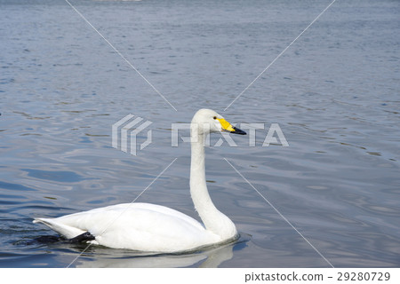 天鵝 29280729