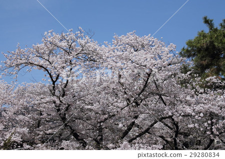 Sakura Rukawa Sakura Rukawa 29280834