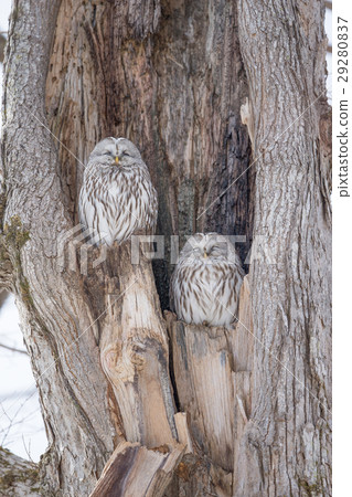 Ezo Owl  - 北海道Fral Owal 29280837