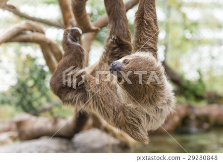 Sloth 29280848