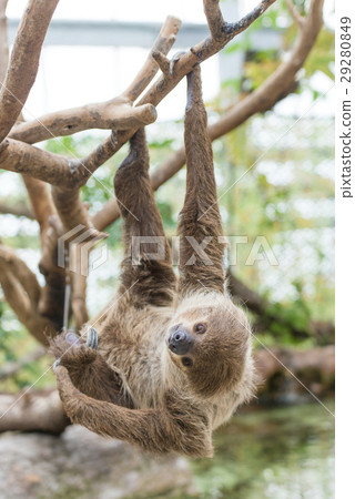 Sloth 29280849
