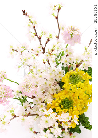 Sakura and rape flowers and arrangement of Iberis (vertical part) 29280851
