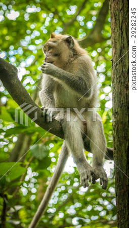 Long-tailed macaques sitting on an Tree, Macaca Long-tailed macaques sitting on an Tree, Macaca 29282245