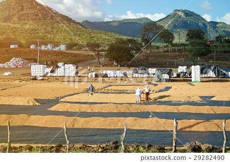 coffee drying on plantation coffee drying on plantation 29282490