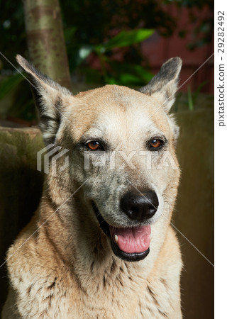 smiling shepherd portrait smiling shepherd portrait 29282492