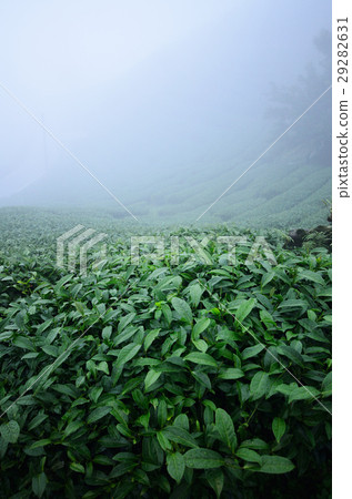 tea leaf tea leaf 29282631