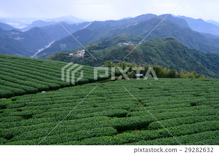 A tea room A tea room 29282632