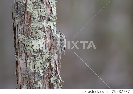 Kibasiri - Treecreeper 29282777