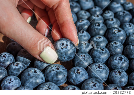 female hand picking one blueberry female hand picking one blueberry 29282778