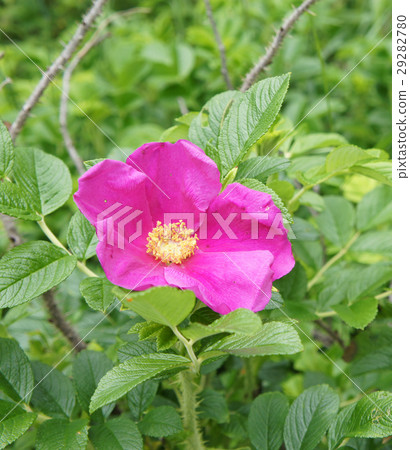 Hamanus Photos 29282780