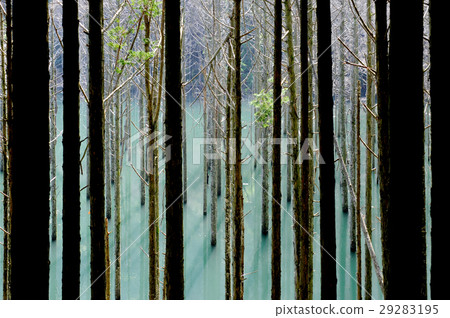 淹沒的森林 29283195