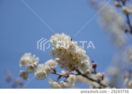 櫻桃花 櫻桃花 29283756