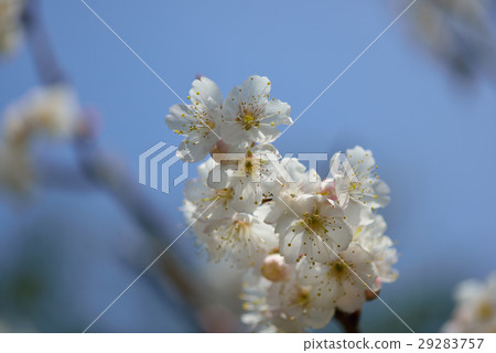櫻桃花 櫻桃花 29283757