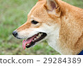 Shiba Inu Shiba Inu 29284389
