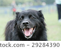 Dog 29284390