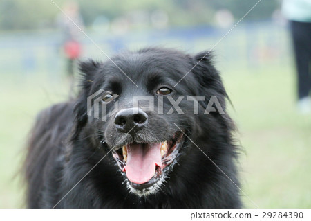 狗狗 dog 29284390