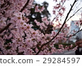 戶外春天 29284597