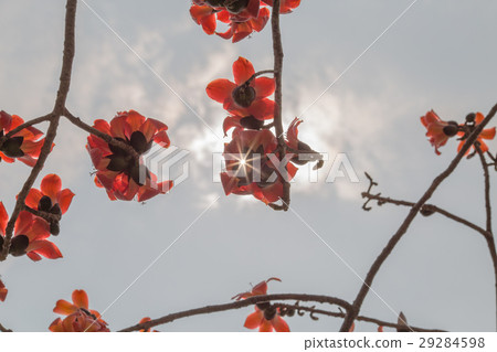 木棉花 29284598