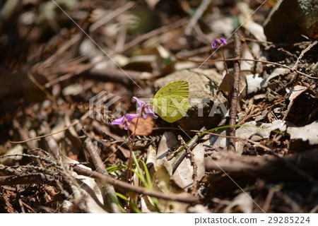 Flightless flower and flower Flightless flower and flower 29285224