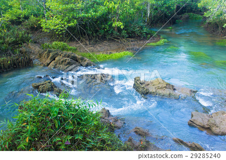 Mangrove forest and a river landscape at Thapom 29285240