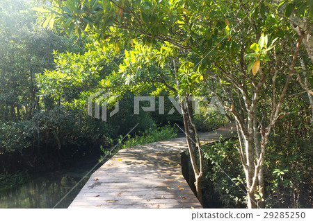 wooden path way in forest at Thapom,Klong Song Nam 29285250