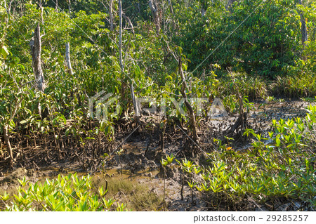 mangrove forest landscape at Thapom,Klong Song Nam 29285257