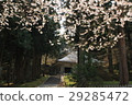 Cherry blossoms at Chusonji 29285472