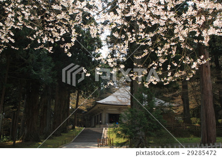 Cherry blossoms at Chusonji Cherry blossoms at Chusonji 29285472