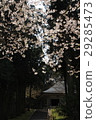 Cherry blossoms at Chusonji 29285473