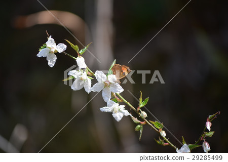 Tench蝴蝶和白花 Tench蝴蝶和白花 29285499