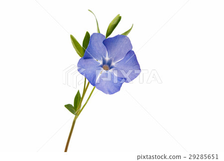 periwinkle blue isolated 29285651