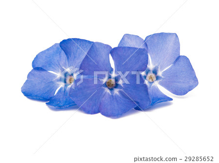 periwinkle blue isolated periwinkle blue isolated 29285652