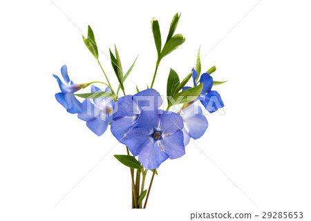 periwinkle blue isolated 29285653