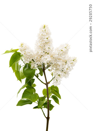 lilac flowers 29285750