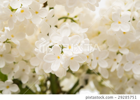 lilac flowers 29285751