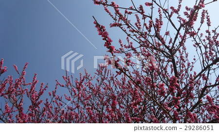 Flowers Flowers 29286051