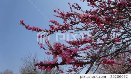 花桃 花桃 29286052