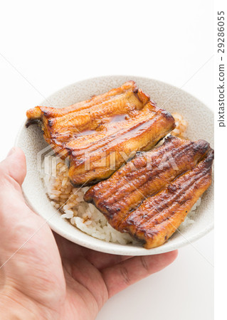 鰻魚弓白背 鰻魚弓白背 29286055