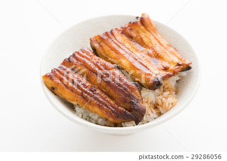 鰻魚弓白背 鰻魚弓白背 29286056