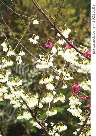 櫻花 櫻花 29286108
