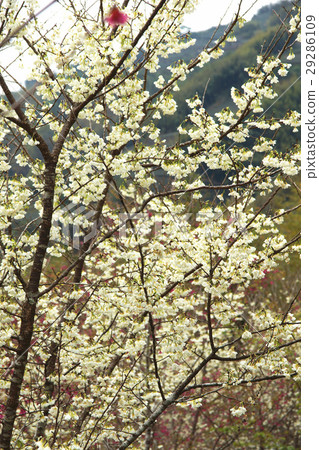 櫻花 櫻花 29286109