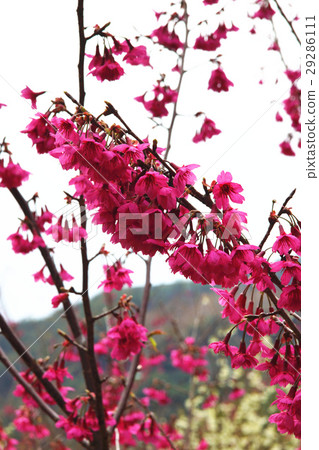 櫻花 29286111
