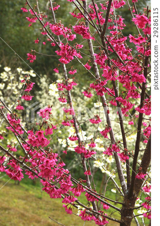 櫻花 29286115