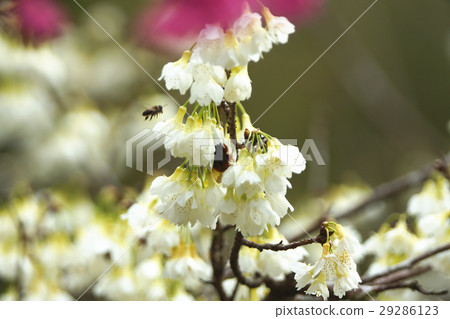 櫻花 櫻花 29286123