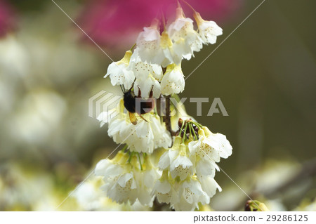 櫻花 29286125