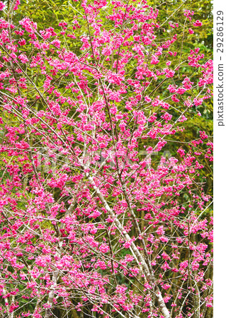 櫻花 櫻花 29286129