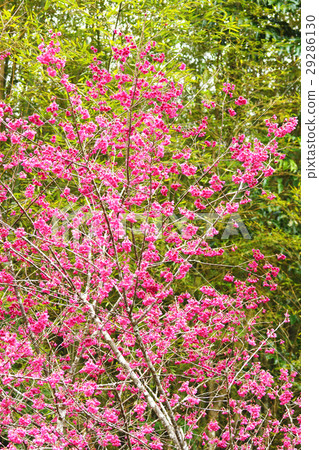 櫻花 櫻花 29286130