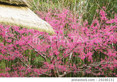 櫻花 櫻花 29286131