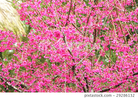 櫻花 櫻花 29286132